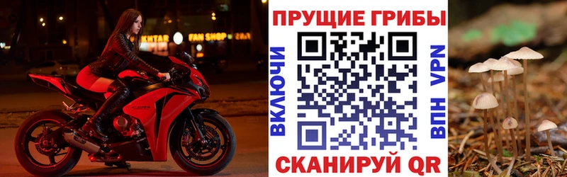 гидра как зайти  Красноперекопск  Псилоцибиновые грибы Psilocybe 